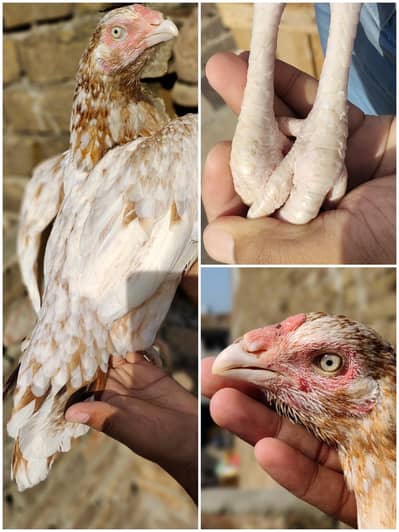 aseel for sale