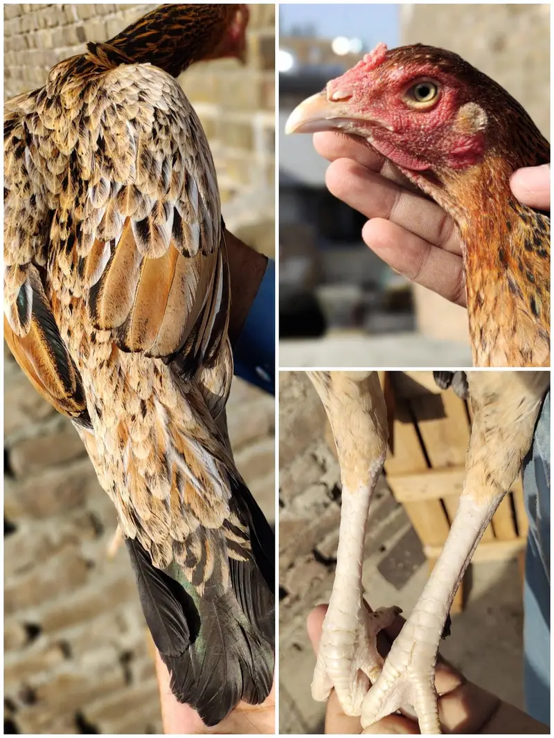 aseel for sale — photo 4