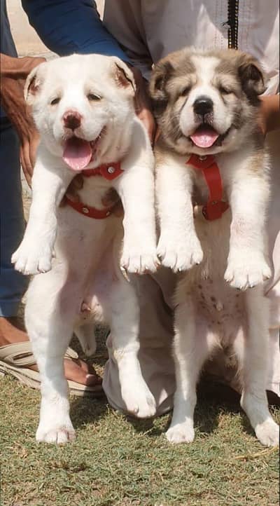 afghan kochi / security dog/  afghan kochi puppies