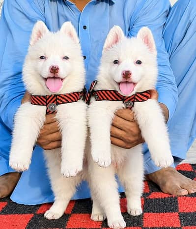 Gultair Dog Sale 0348:67:78:002: My Whatsapp