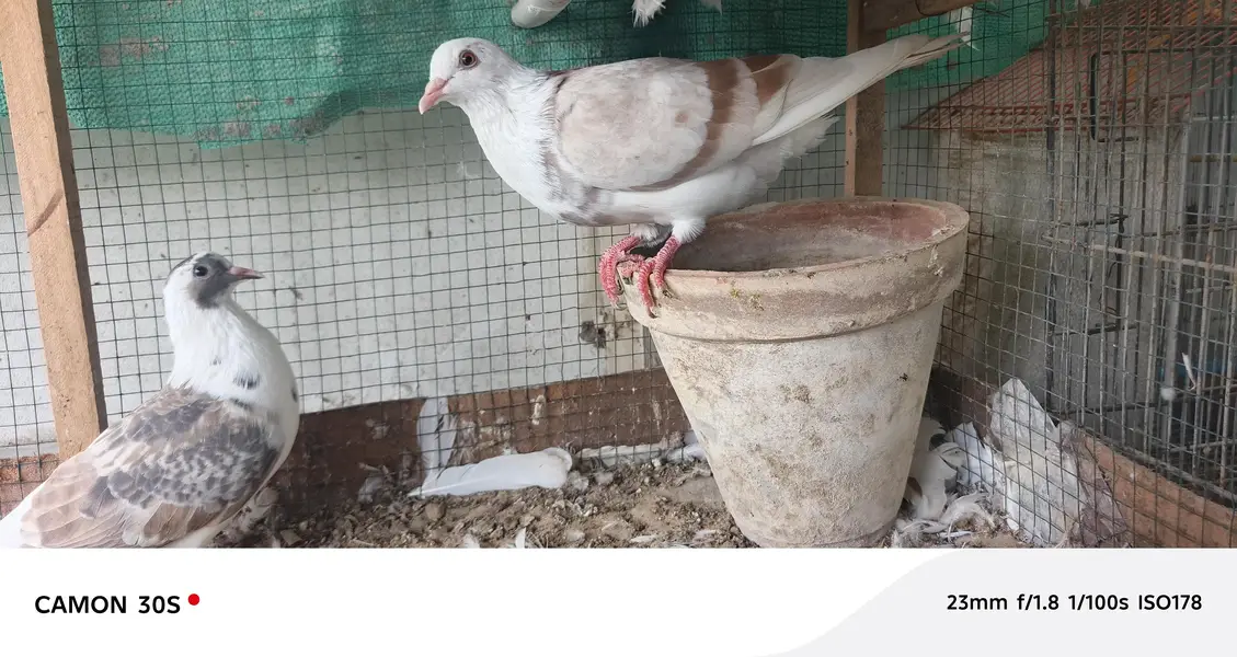 white pure lakha — photo 4