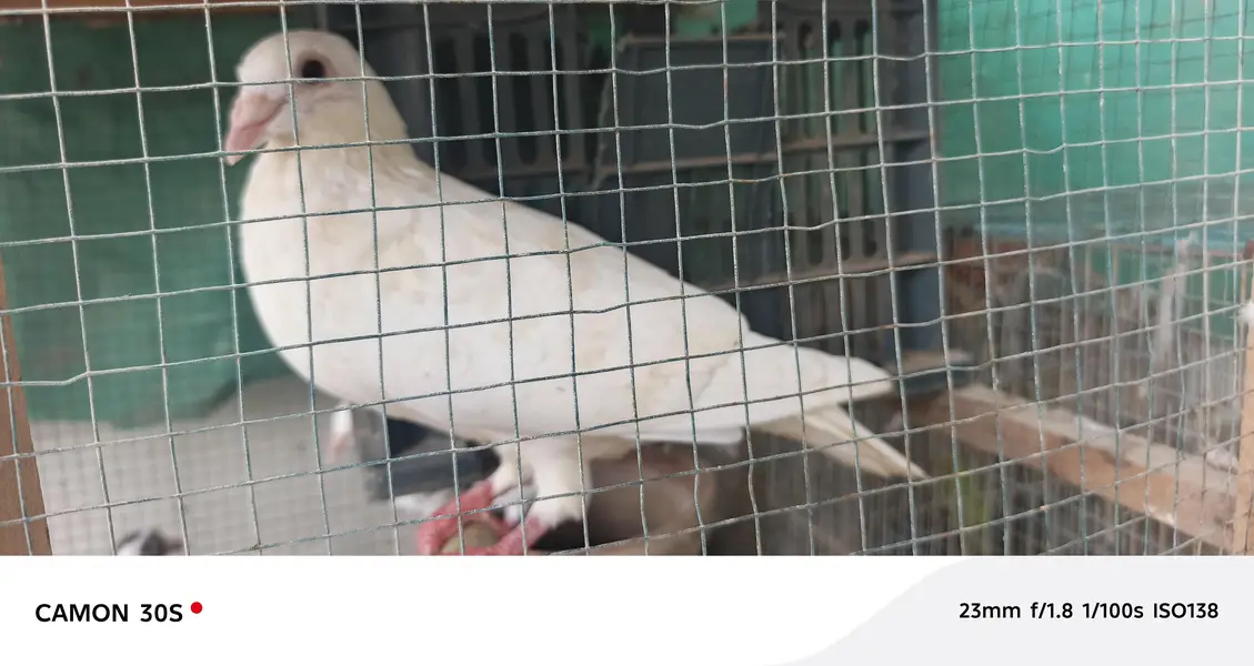 white pure lakha — photo 5
