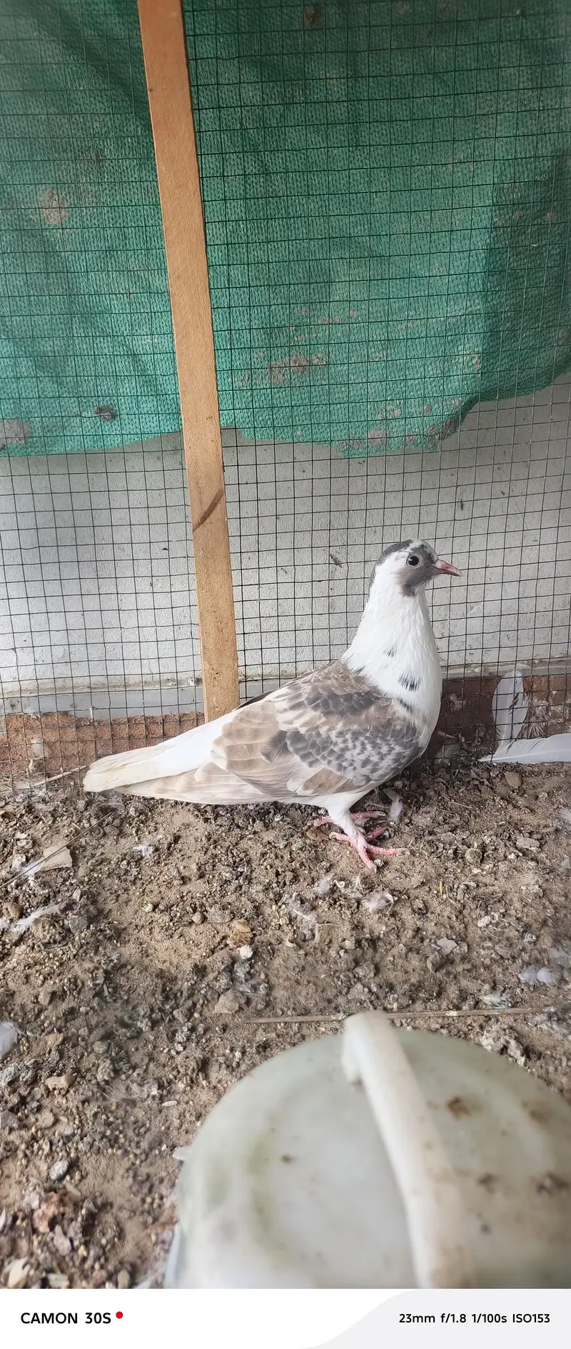white pure lakha — photo 6