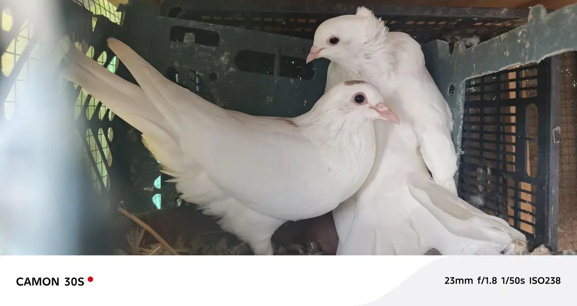 white pure lakha — photo 7