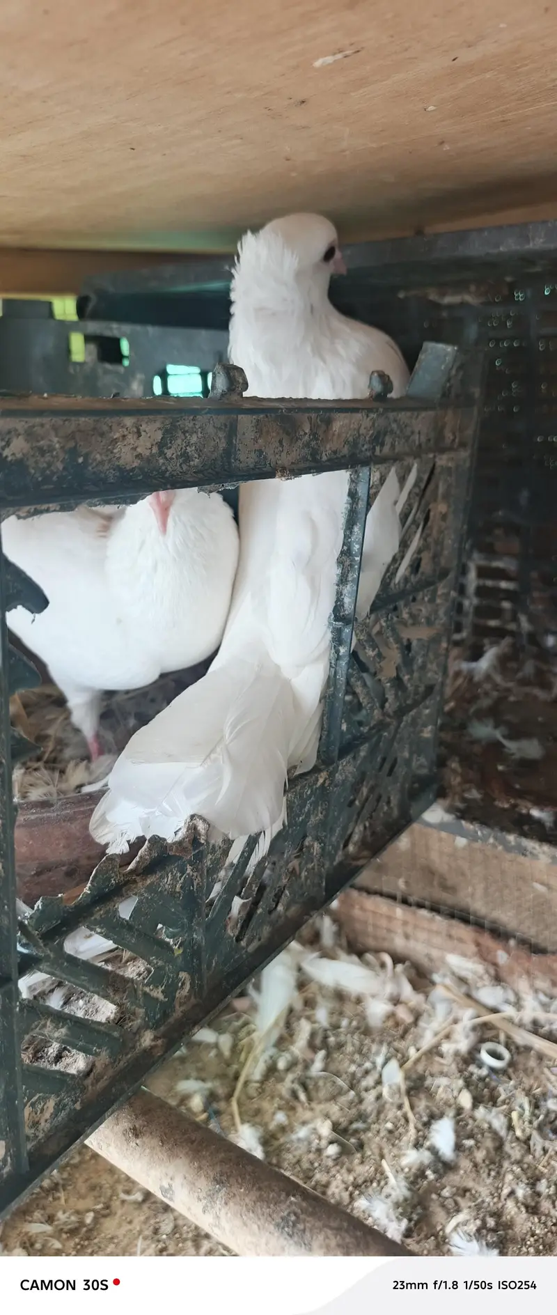 white pure lakha — photo 8