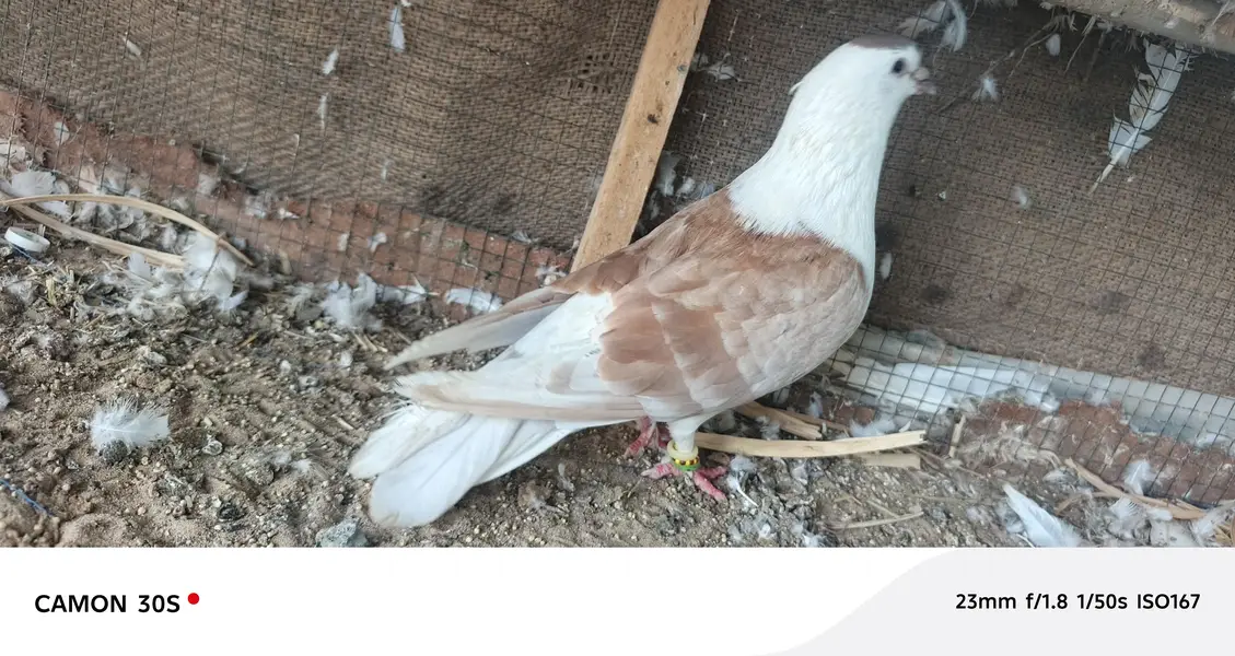 white pure lakha — photo 9