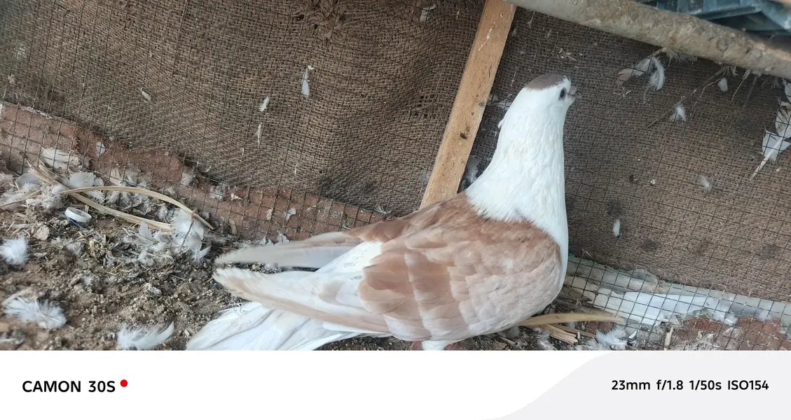 white pure lakha — photo 10