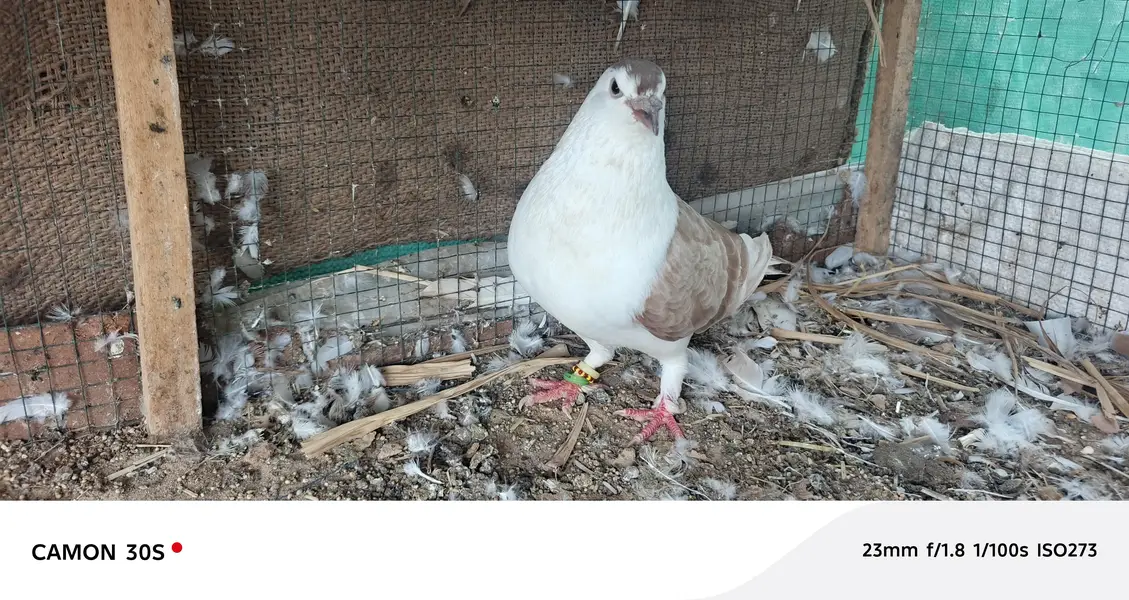 white pure lakha — photo 11