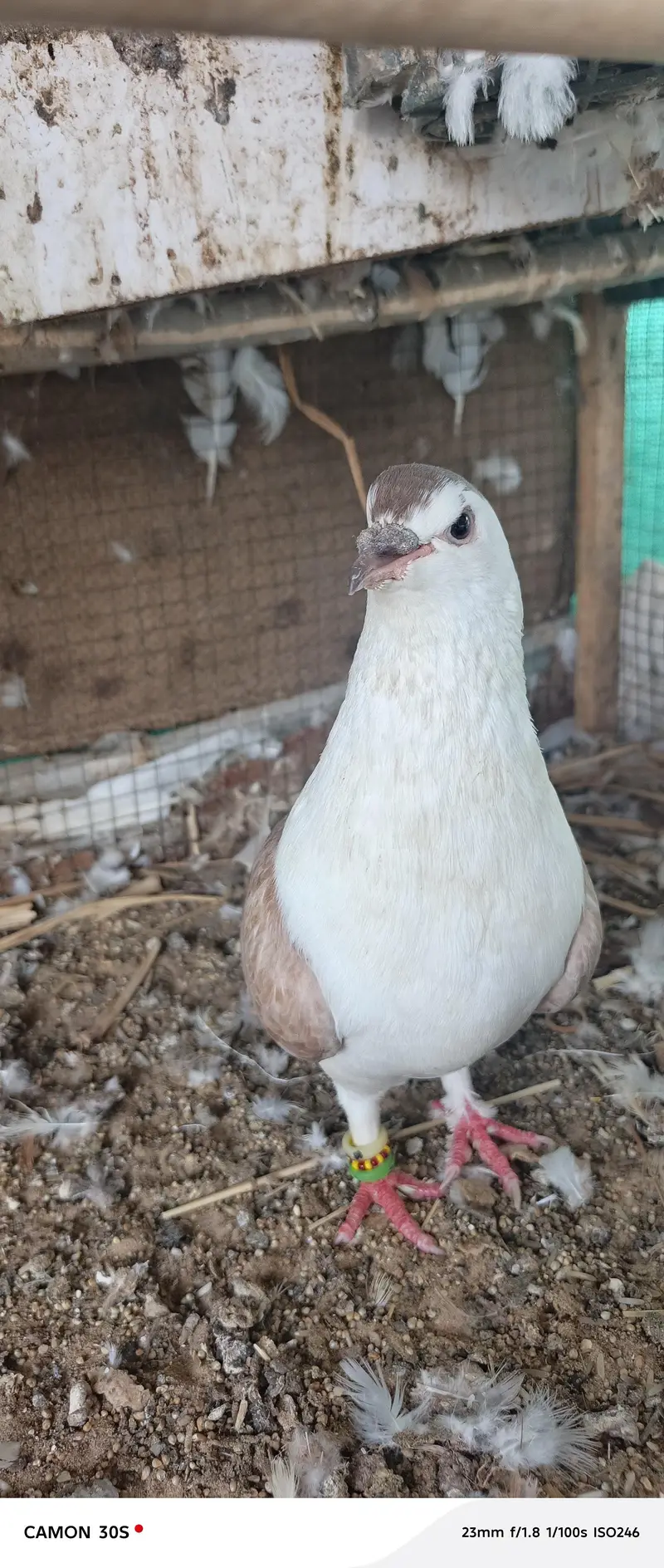 white pure lakha — photo 12