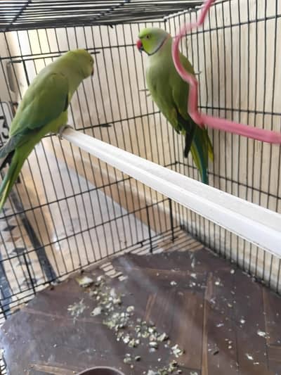 green parrot for sale