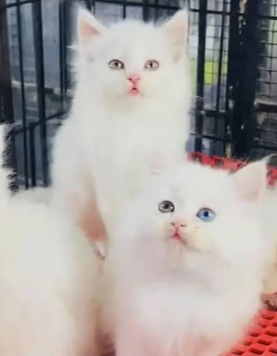 Persian kittens whatp///0322 ///0396547///