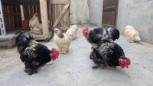 Columbian bantum breeder pair and chicks available