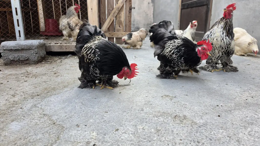Columbian bantum breeder pair and chicks available — photo 2