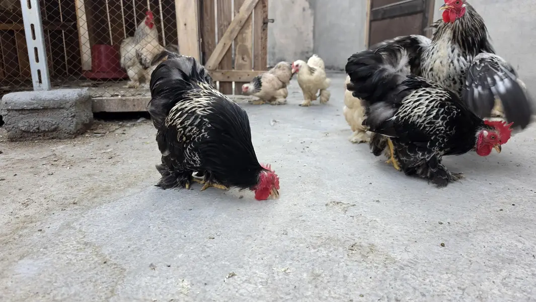 Columbian bantum breeder pair and chicks available — photo 3