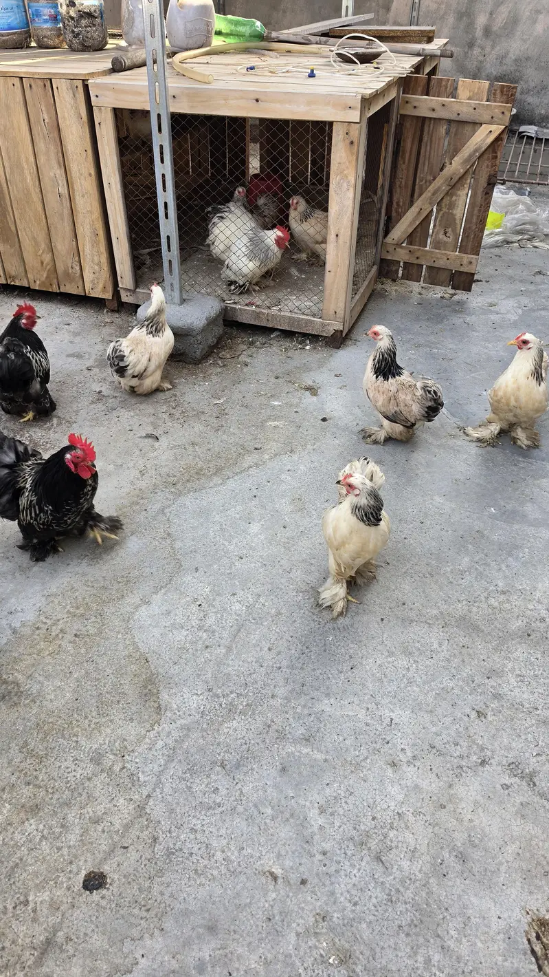 Columbian bantum breeder pair and chicks available — photo 4