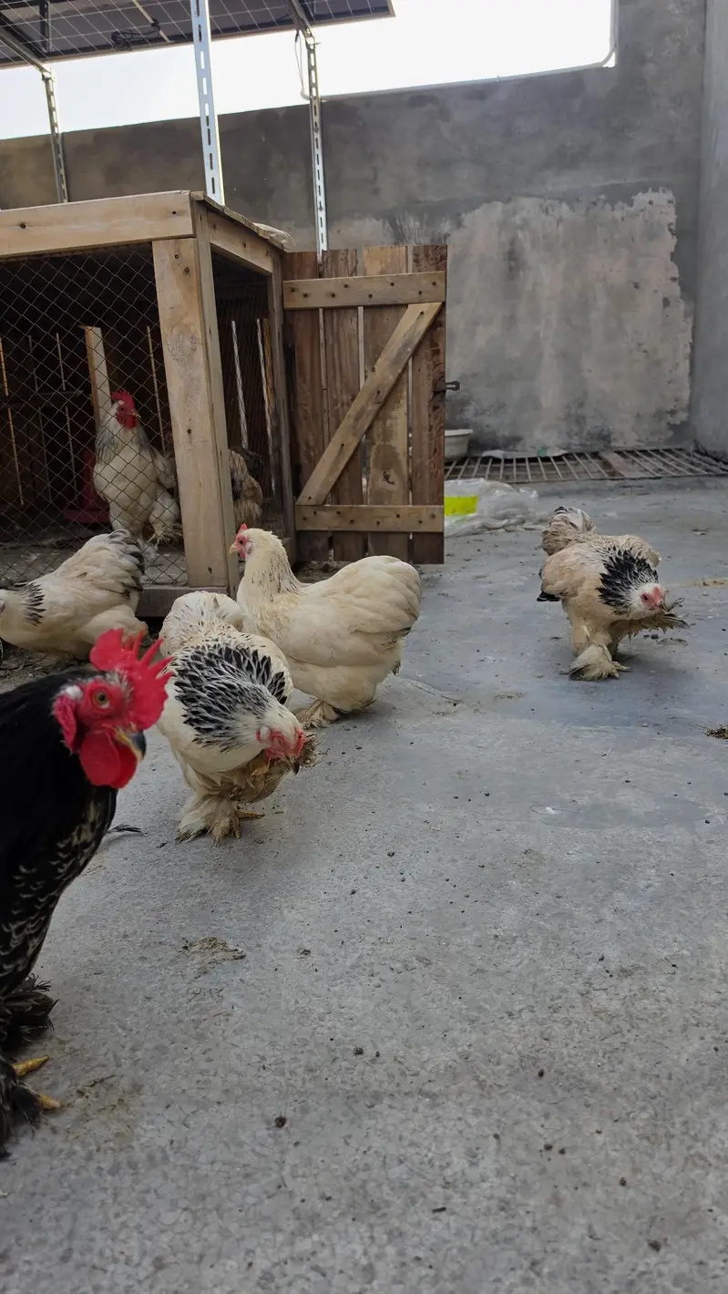 Columbian bantum breeder pair and chicks available — photo 5