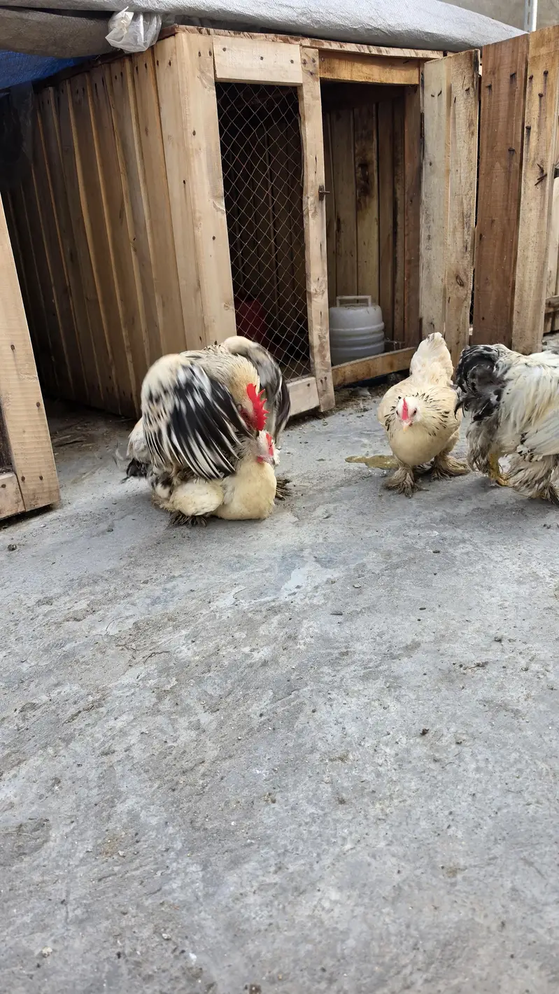 Columbian bantum breeder pair and chicks available — photo 6