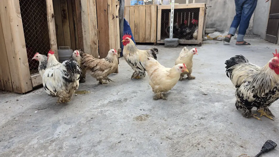 Columbian bantum breeder pair and chicks available — photo 7