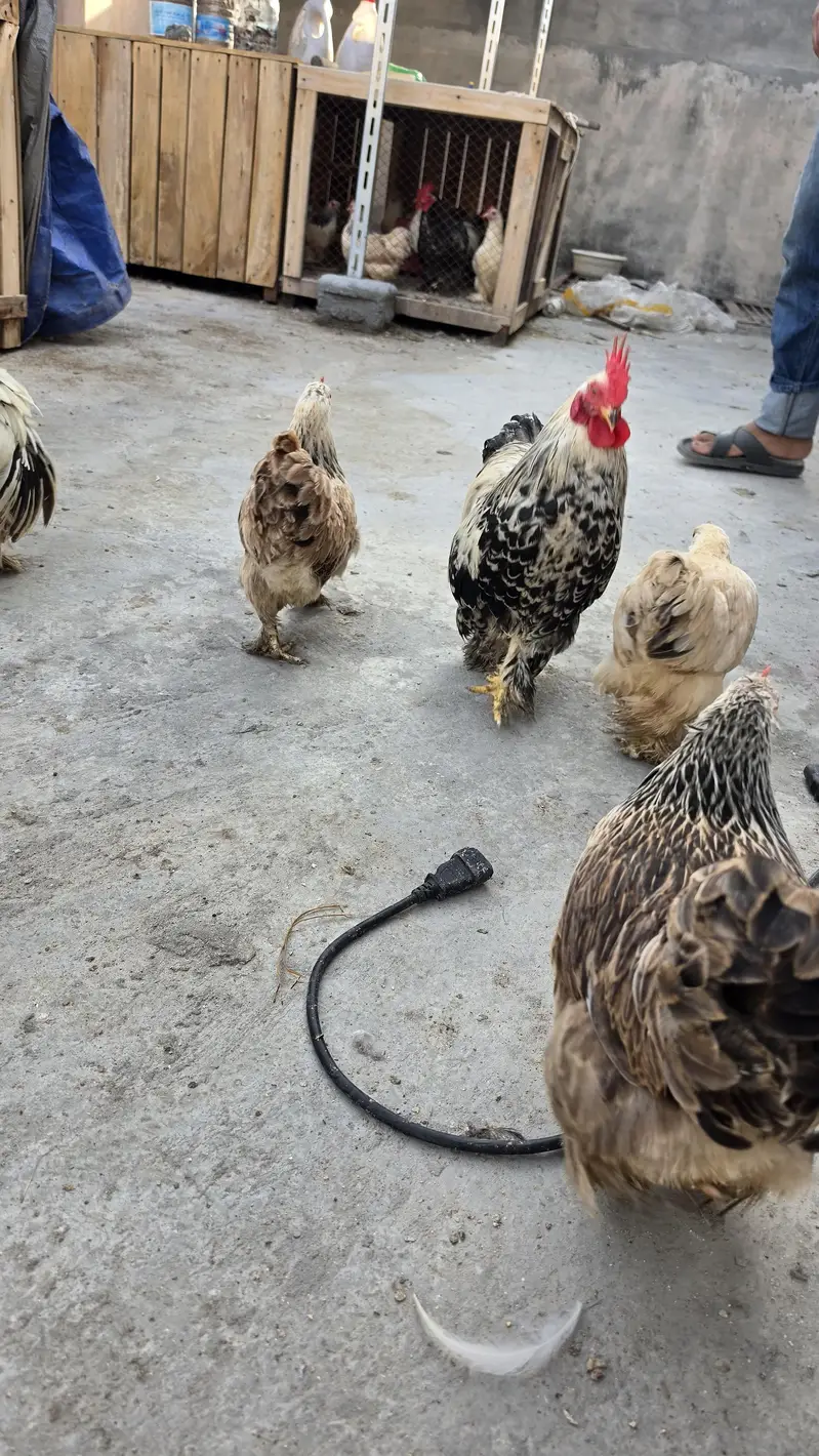 Columbian bantum breeder pair and chicks available — photo 8