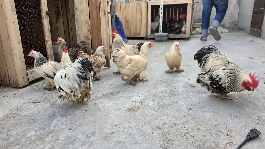 Columbian bantum breeder pair and chicks available — photo 9