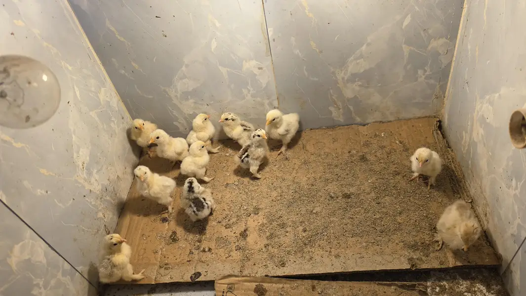 Columbian bantum breeder pair and chicks available — photo 10