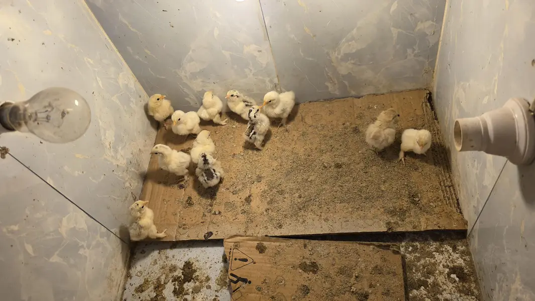 Columbian bantum breeder pair and chicks available — photo 11