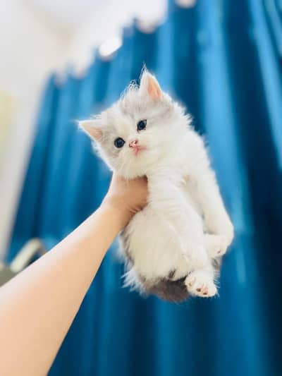 Persian kittens whatp///0322 ///0396547///