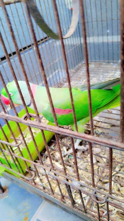 Raw parrot talking parrot for sale