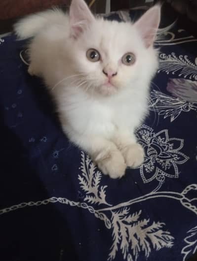Pure Breed Persian Kittens for Sale Fluffy &Active White & Gray Kitten