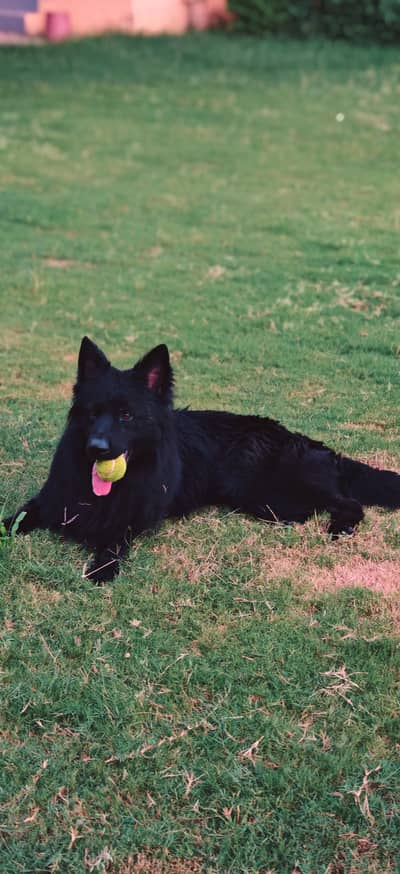 champion lines adult German shepherd males