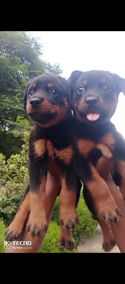 Rottweiler