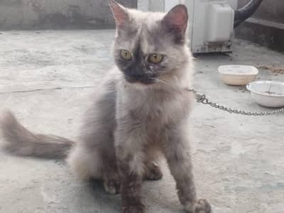 cat female ok