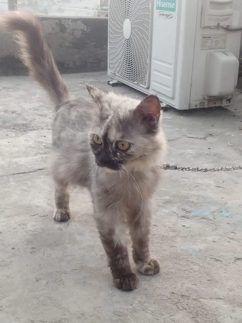 cat female ok — photo 2