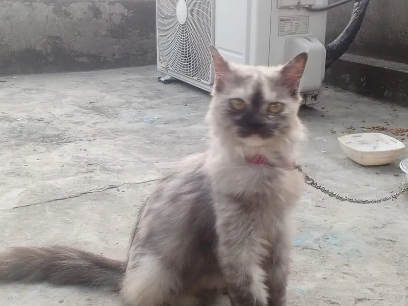 cat female ok — photo 3