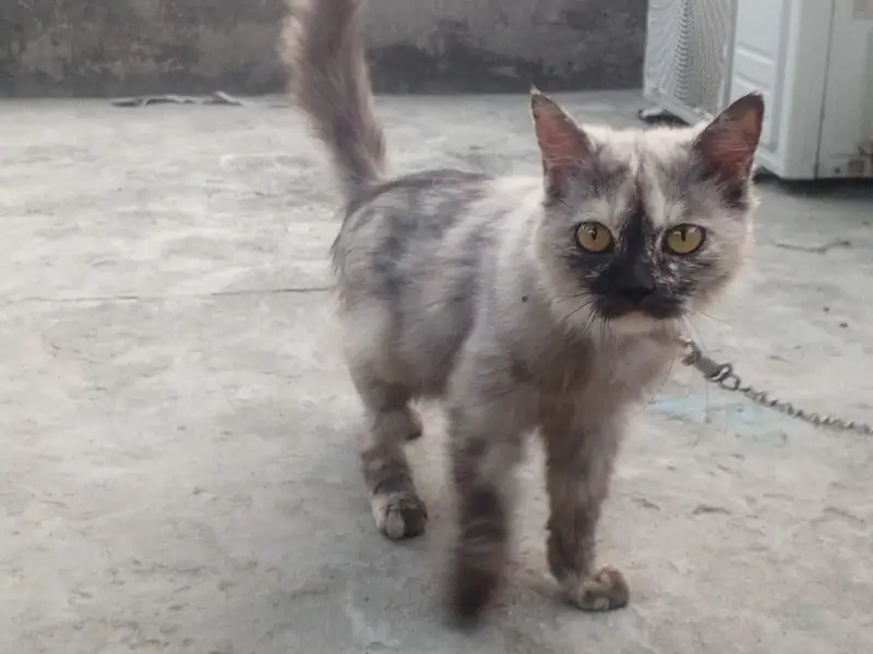 cat female ok — photo 4