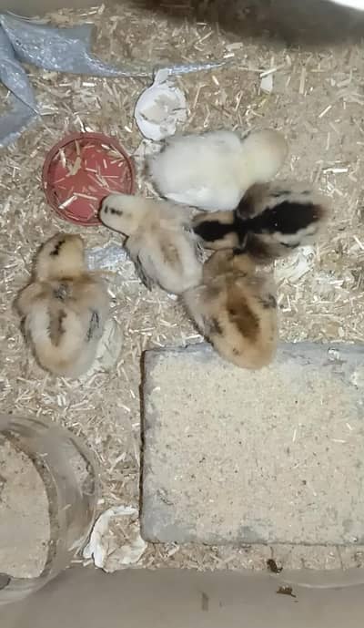 TOP QUALITY SHAMO CROSS CHICKSFOR SALE IN LHR (03086707442)