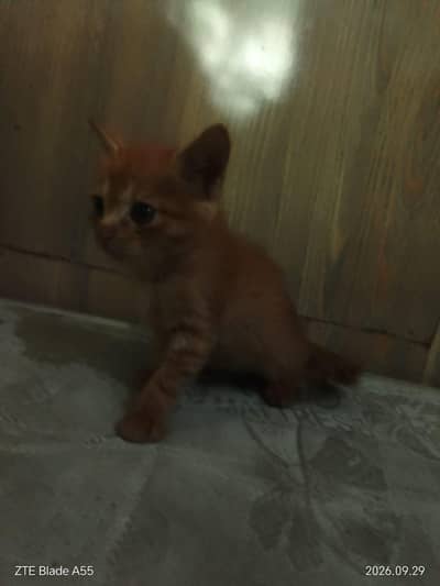 persian cat