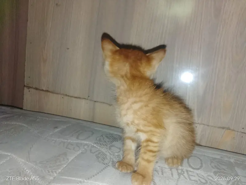 persian cat — photo 2
