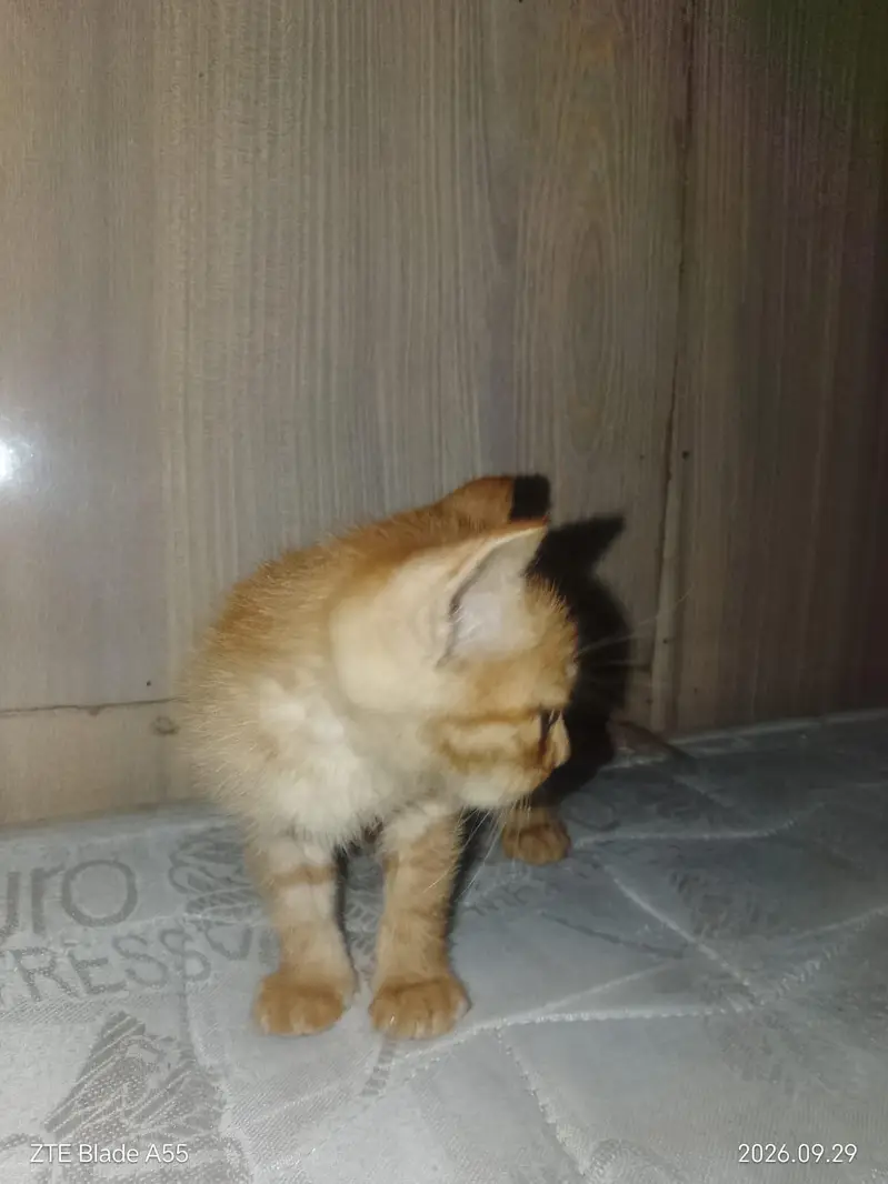 persian cat — photo 3