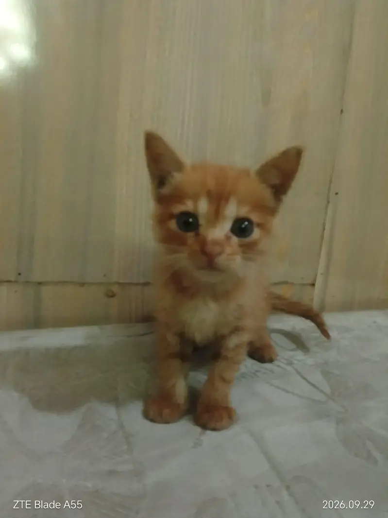 persian cat — photo 4