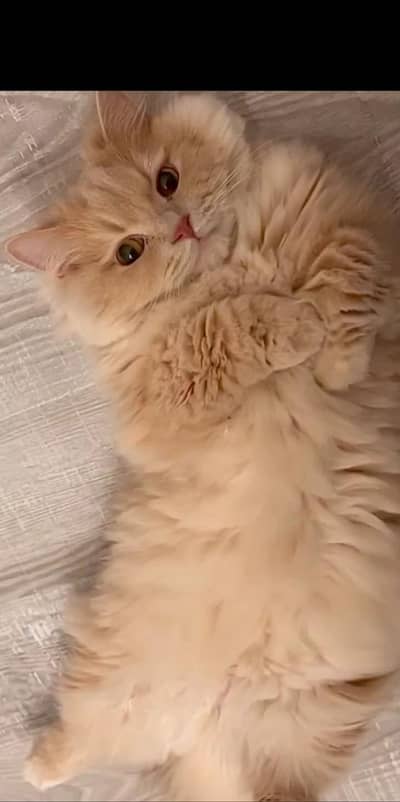 Punch face long coad Female cat