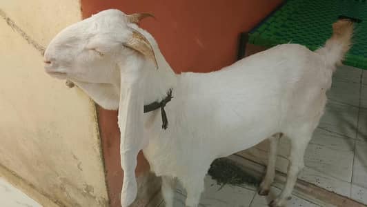 pure gulabi