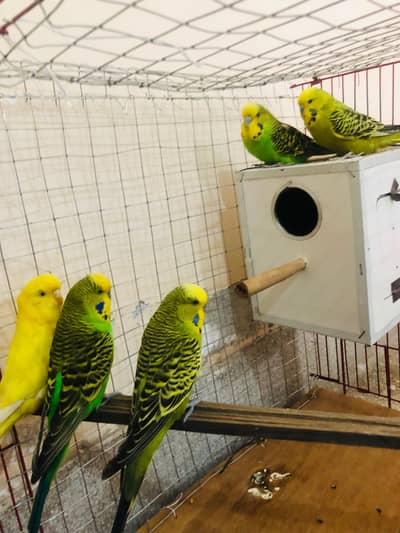 exhibition budgies
