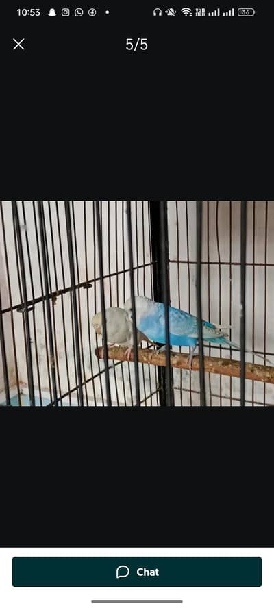 budgies