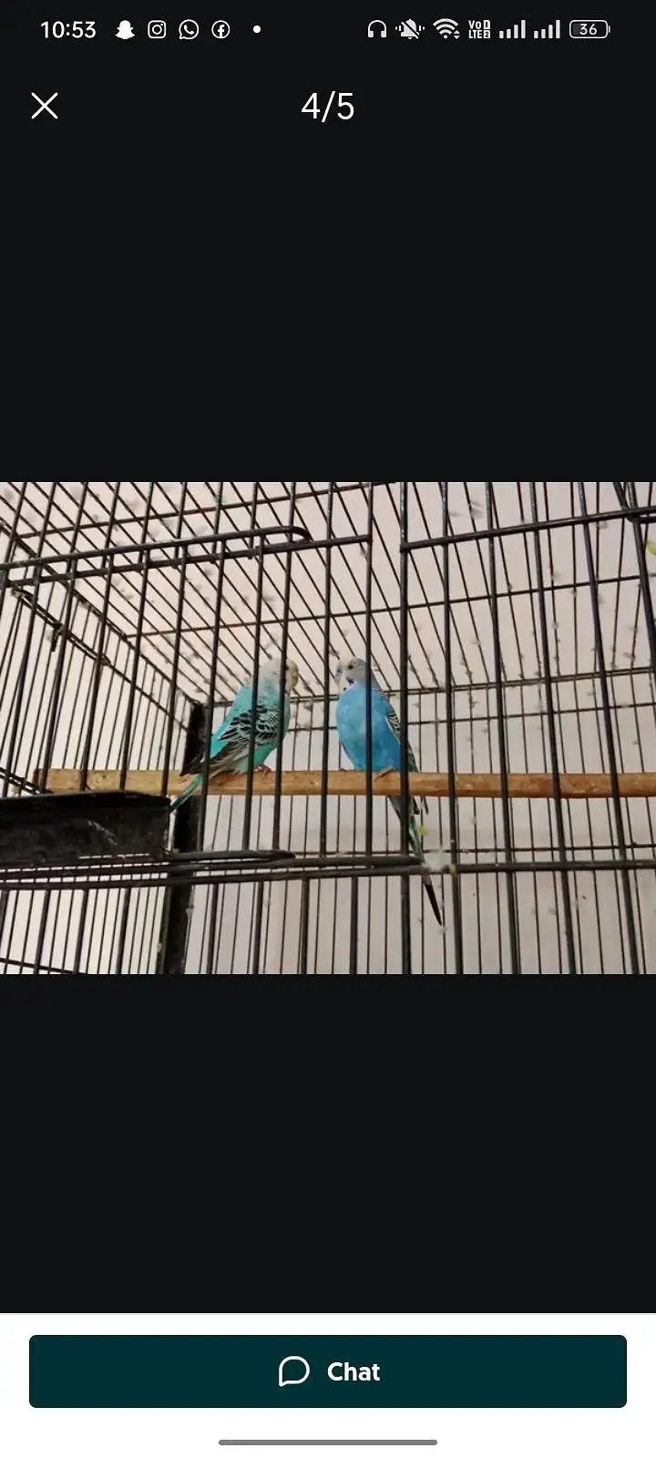 budgies — photo 2