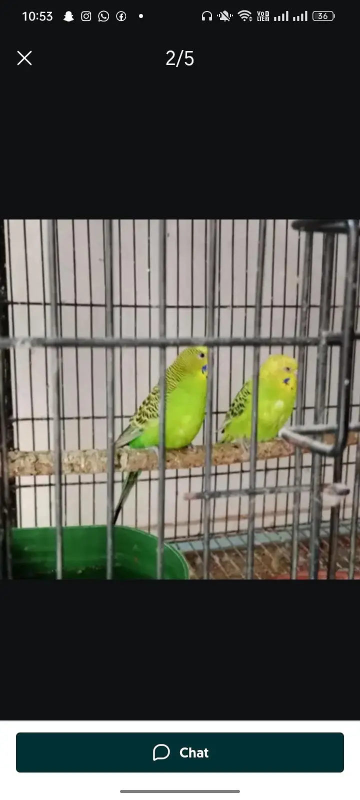 budgies — photo 3