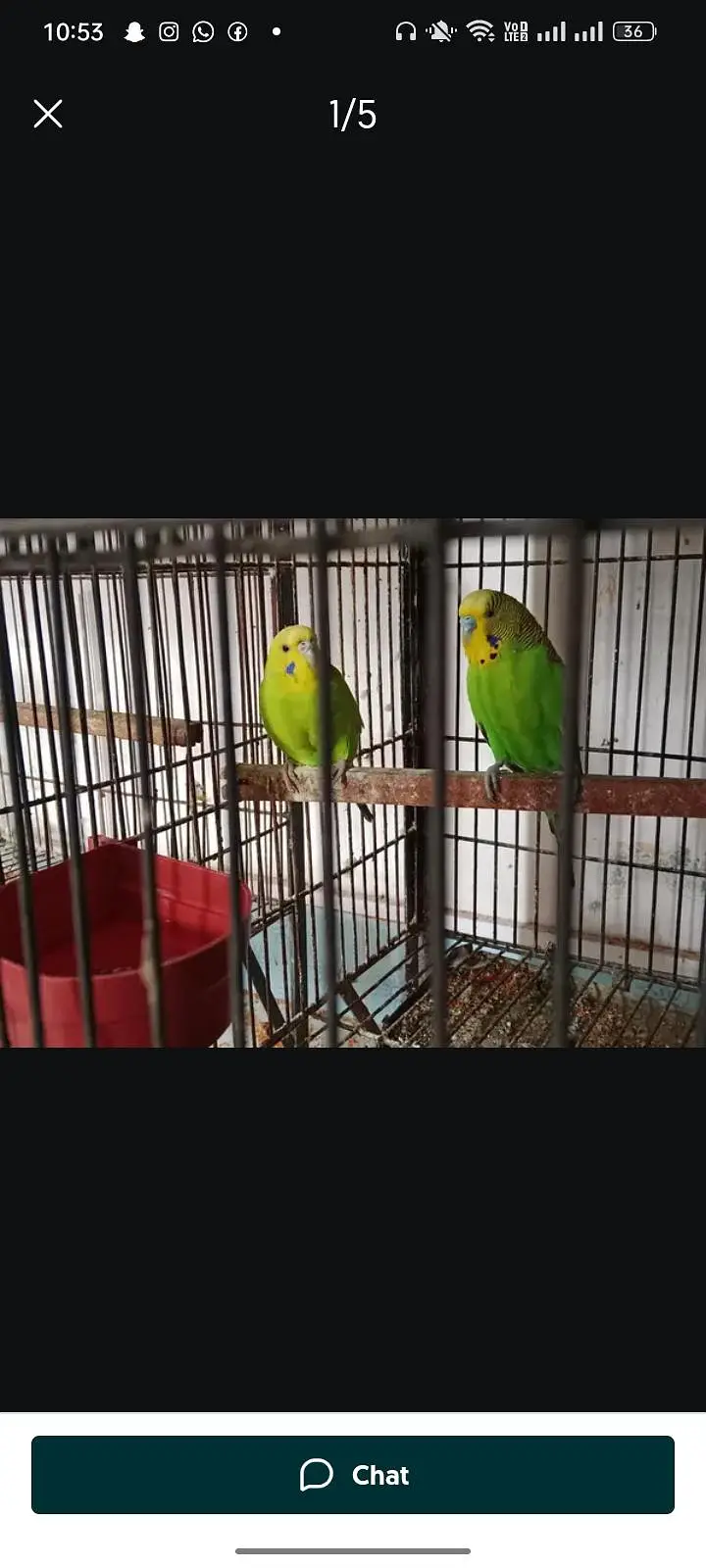 budgies — photo 4
