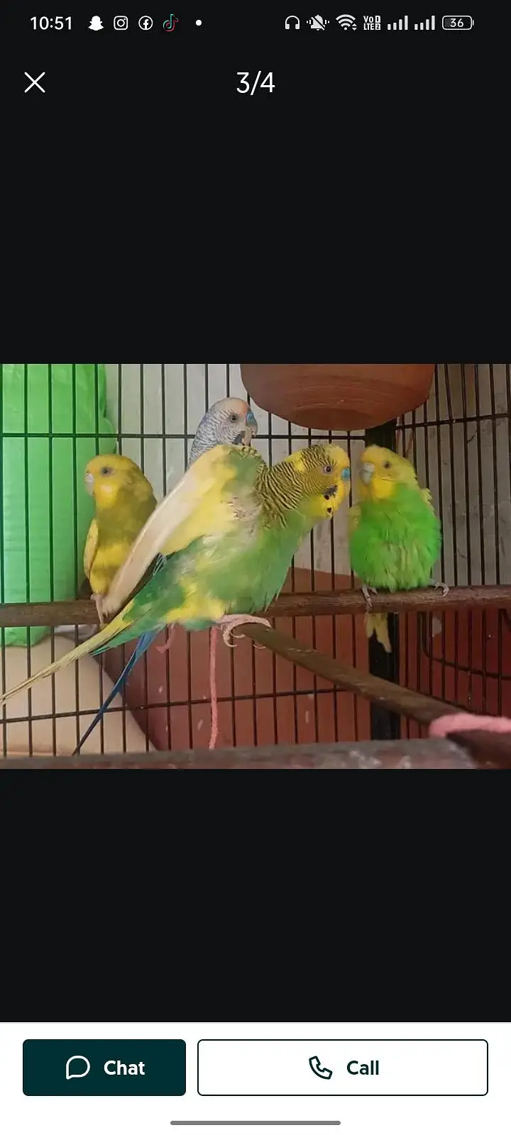 budgies — photo 6