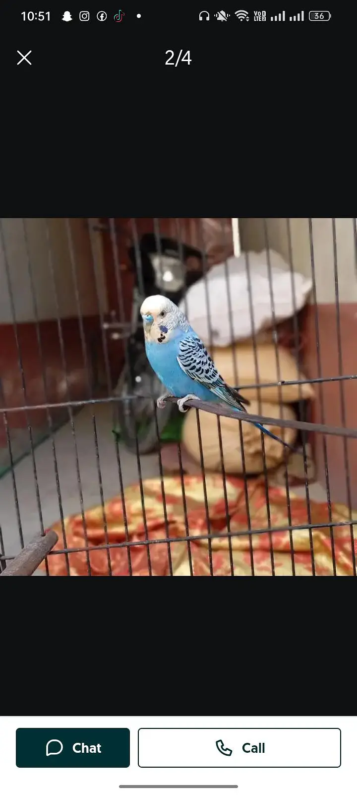 budgies — photo 7
