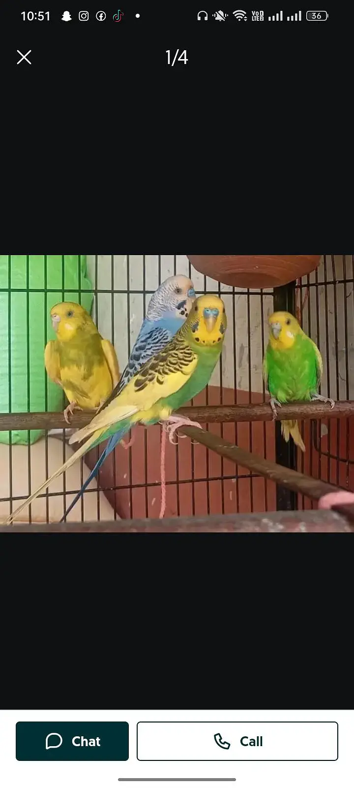 budgies — photo 8